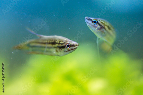 Croaking Gourami (Trichopsis vittata) Freshwater fish live in fresh water photo