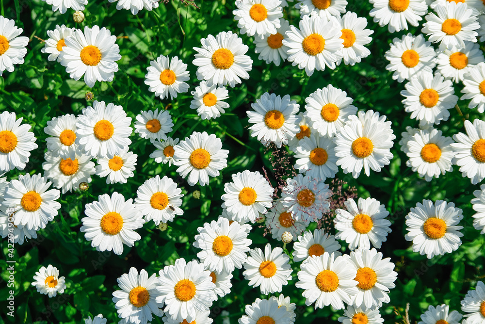 lot of daisies. summer flowers on the field. view from above. overhead lot of daisies. summer flowers on the field. view from above. overhead