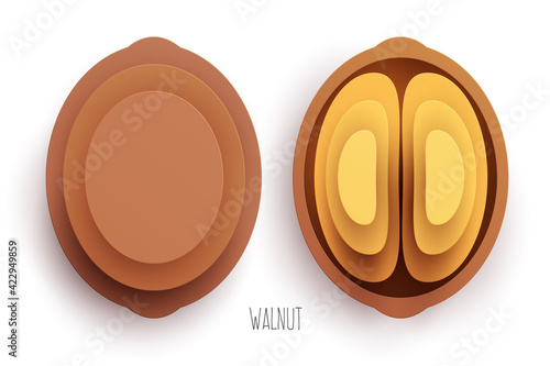 Cartoon whole and half walnut in modern geometric 3d paper cut style isolated on white background. Vivid creative vector art element. Minimalistic concept of abstract design illustration.