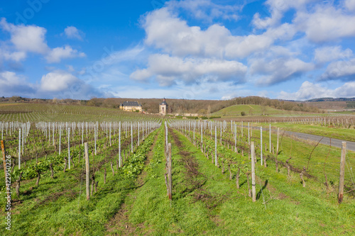 View over vines to Vollrads Castle near Oestrich-Winkel / Germany in the Rheingau 