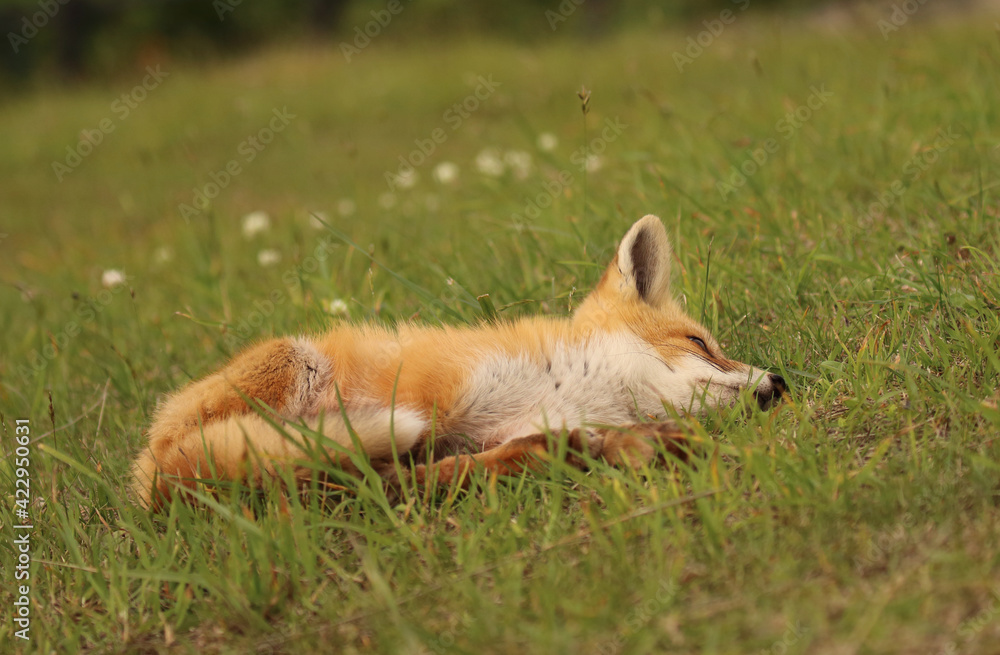 Fototapeta premium 宗谷岬で一人遊びしている子ぎつね
