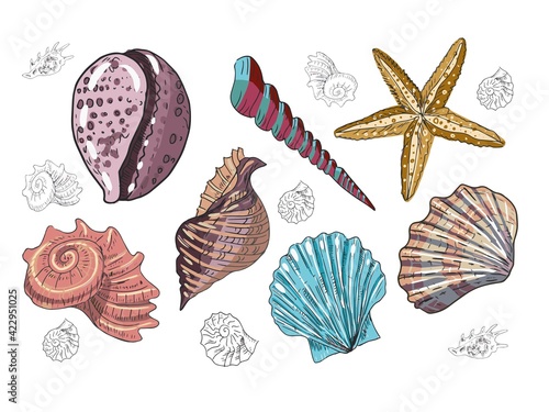 Seashells vector illustration image hand drawn starfish underwater world color set cute kids print textile sea ocean