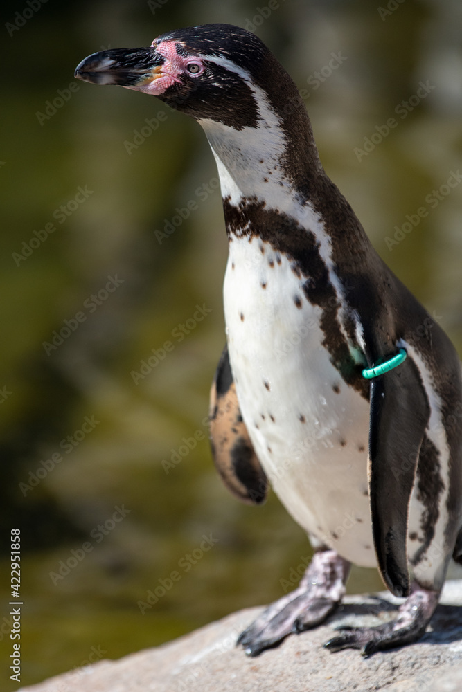 Fototapeta premium Humboldt Pinguin 