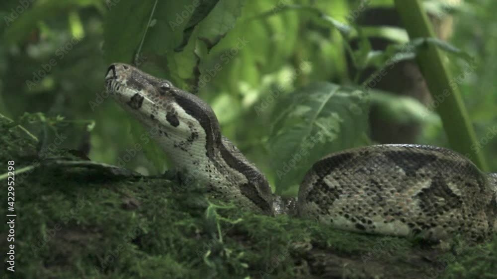 Track Left to Reveal Snake of a Branch - 10 Second Version 1080p Track Left to Reveal Snake of a Branch - 10 Second Version 1080p