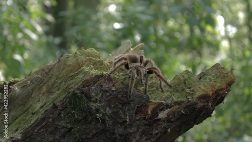 Track Right to Reveal Tarantula on a tree stump - 10 Second Version 1080p photo