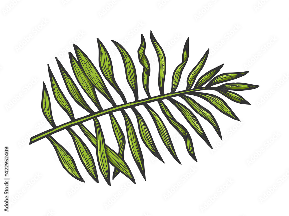 Palm tree branch sketch raster illustration Palm tree branch sketch raster illustration