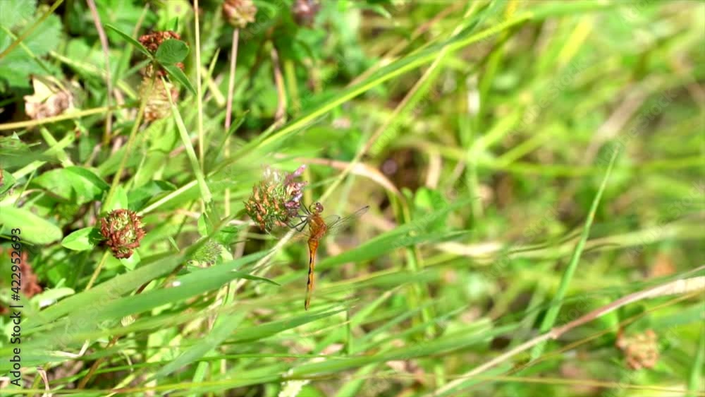 vertical slow motion shot of a dragon fly landed on a flower in a mountain field vertical slow motion shot of a dragon fly landed on a flower in a mountain field