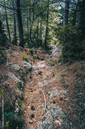 small path that goes into the forest of tarragona