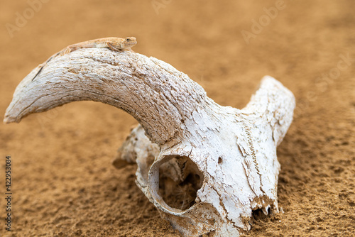 Spotted toad-headed Agama on a skull or bone