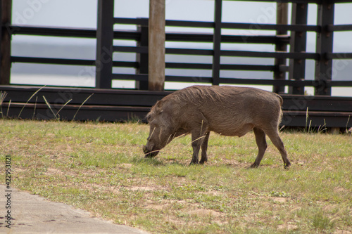 Warthog grazing around a view point