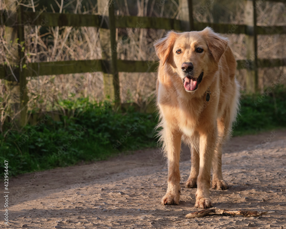 Golden Retriever Stock Photo
Large breed, handsome male dog standing on gravel path alongside wooden fence rails.  Nicely lit by low sun with great colour and sharpness.  Nice image