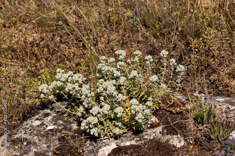 Obraz premium Dried flower of Galium aparine, herbal remedy in autumn, Nisovo, Bulgaria