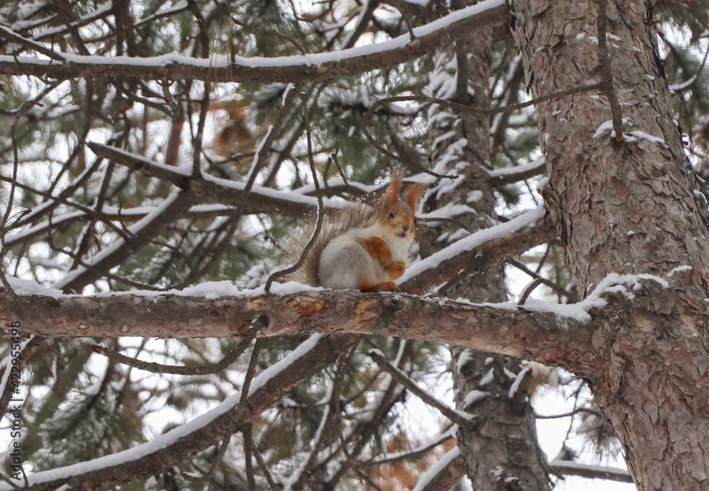 Cute squirrel on conifer tree in snowy forest Cute squirrel on conifer tree in snowy forest