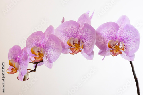 Fototapeta Naklejka Na Ścianę i Meble -  Blühende Orchidee (Orchidaceae phalaenopsis)