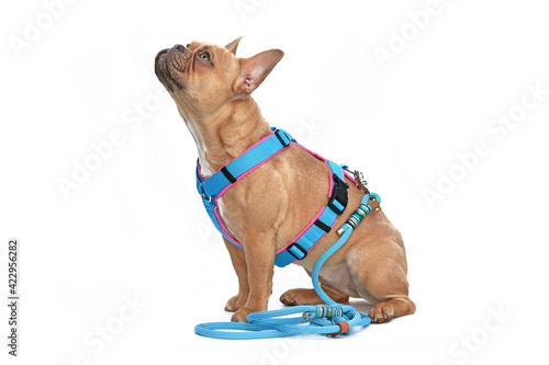 Fotografie Side view of red fawn French Bulldog dog wearing teal harness with rope leash is