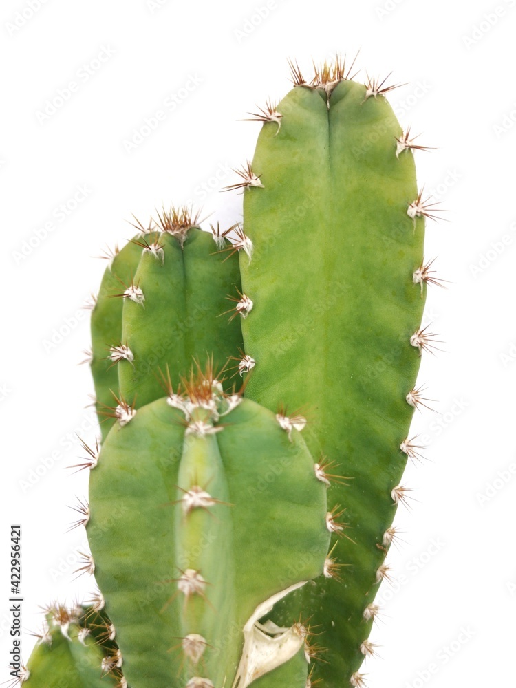 cactus isolated on white cactus isolated on white