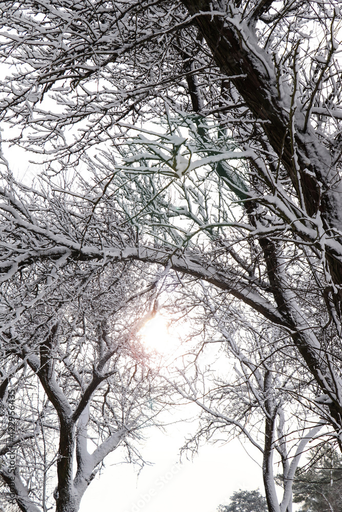Beautiful trees covered with snow in winter forest Beautiful trees covered with snow in winter forest