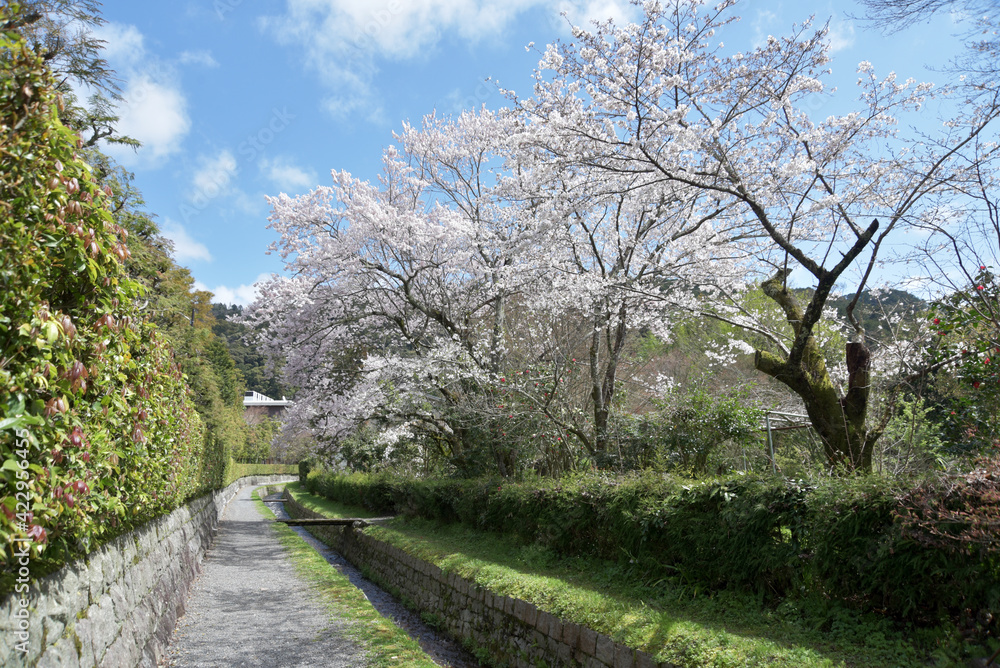 春の南禅寺界隈　疏水の桜　京都市