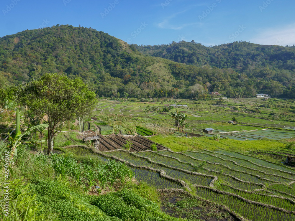 Landscape view of beautiful rice terraces on the slopes of Kelimutu volcano, Flores island, East Nusa Tenggara, Indonesia