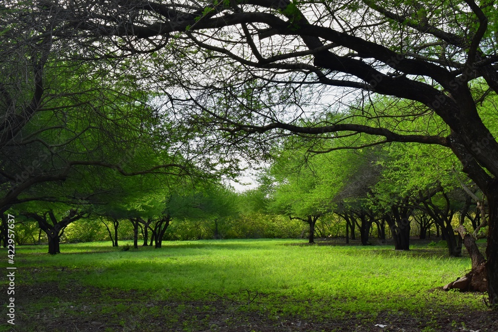 Preserved nature, beautiful natural environment where trees are surrounded by a carpet of fresh green grass. Preserved nature, beautiful natural environment where trees are surrounded by a carpet of fresh green grass.