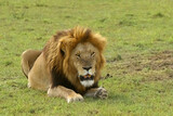 Lion Panthera leo couché au regard perçant en safari big five au Masaï Mara Kenya