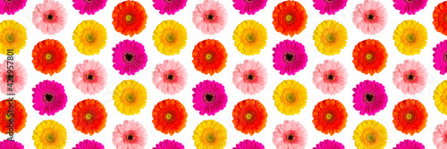 Fototapeta Naklejka Na Ścianę i Meble -  colorful gerbera daisy abstract flower background on a white. Germini photo background not sealmess pattern