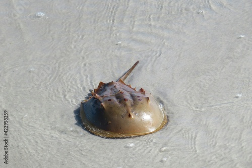 Horseshoe crab in ocean water on Atlantic coast of North Florida 