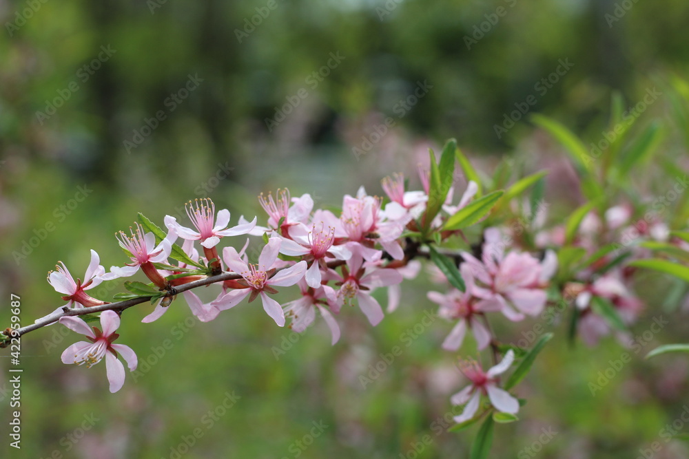 Pink sakura flower, Cherry blossom, Himalayan cherry blossom swaying in wind closeup background Pink sakura flower, Cherry blossom, Himalayan cherry blossom swaying in wind closeup background