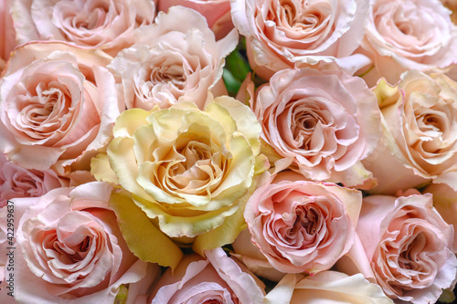 Pastel pink roses texture, top view, close up