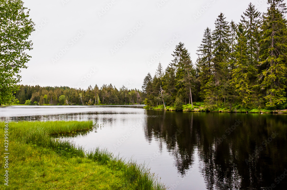 étang de la gruère, la gruère, See, Moorsee, Moor, Weiher, Hochmoor, Wanderweg, Spazierweg, Wald, Waldweg, Wasserpflanzen, Torfmoos, Jura, Naturschutz, Frühling, Sommer, Schweiz