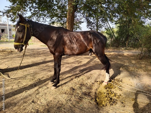 horse and foal