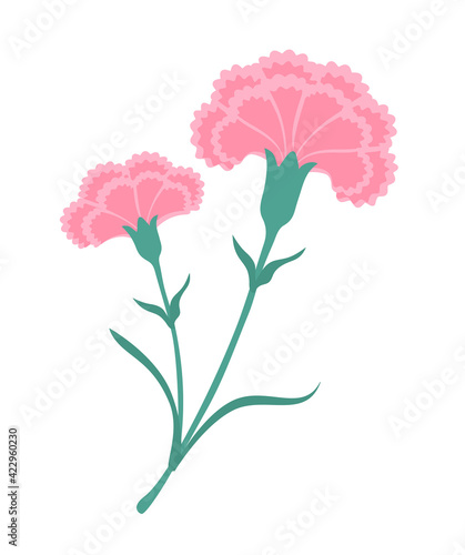 pink carnation flowers vector illustration