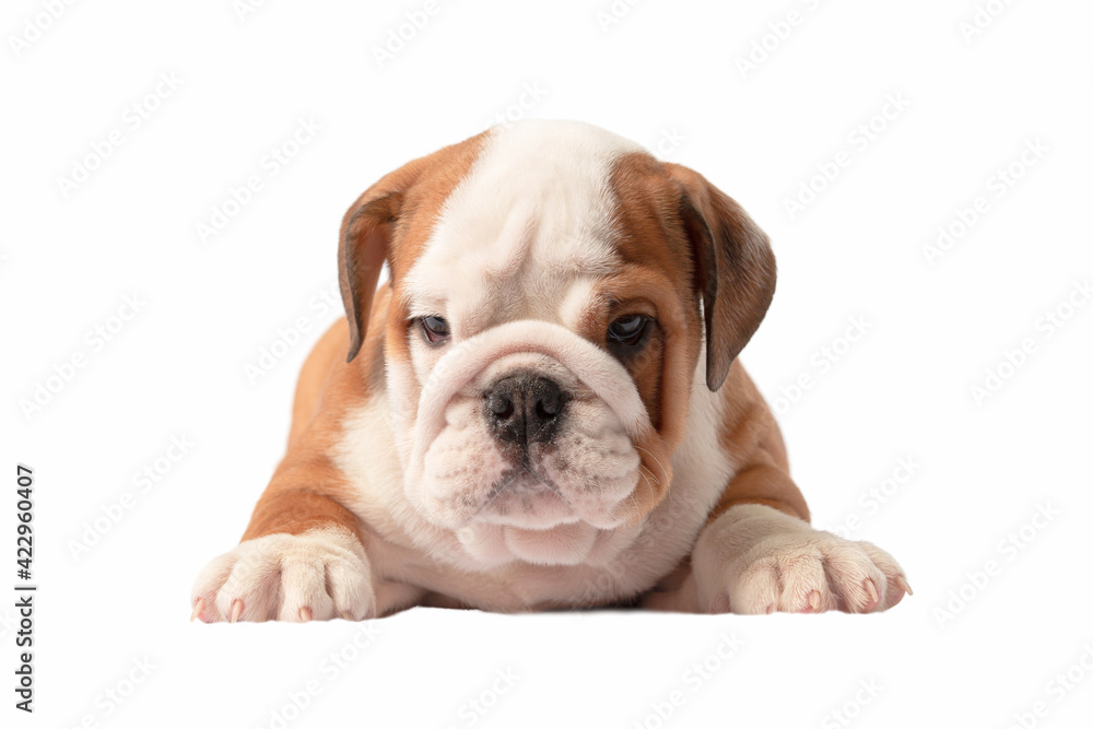 English bulldog puppy isolated on a white background