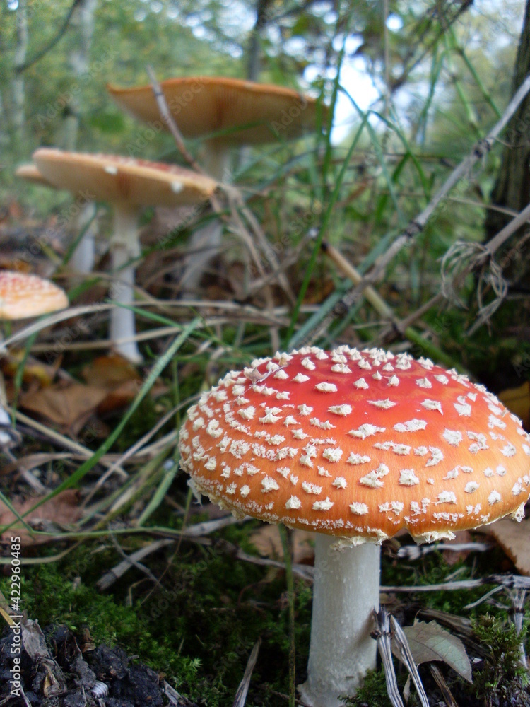 Fototapeta premium fly mushroom in forest