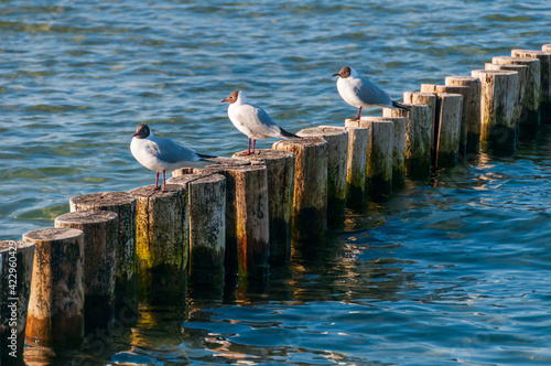 Seemöwen auf einer Buhne an der Ostseeküste photo