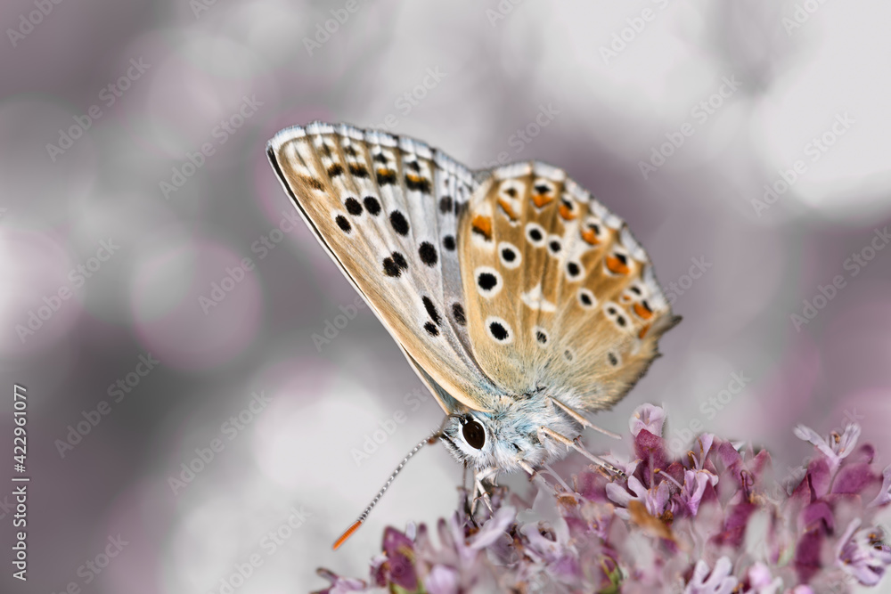 Fototapeta premium Lycaena Lycaena alciphron butterfly frontal close-up with blurred background.
