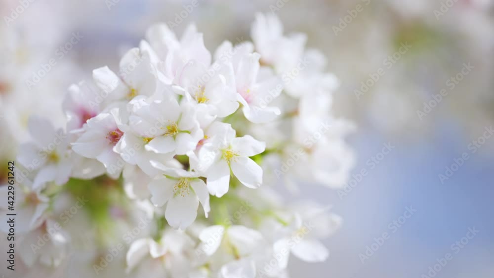 桜の花 イメージ 桜の花 イメージ