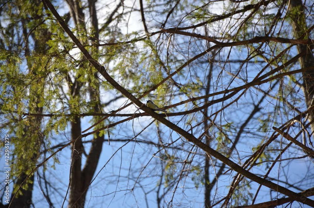tit on a branch in the woods