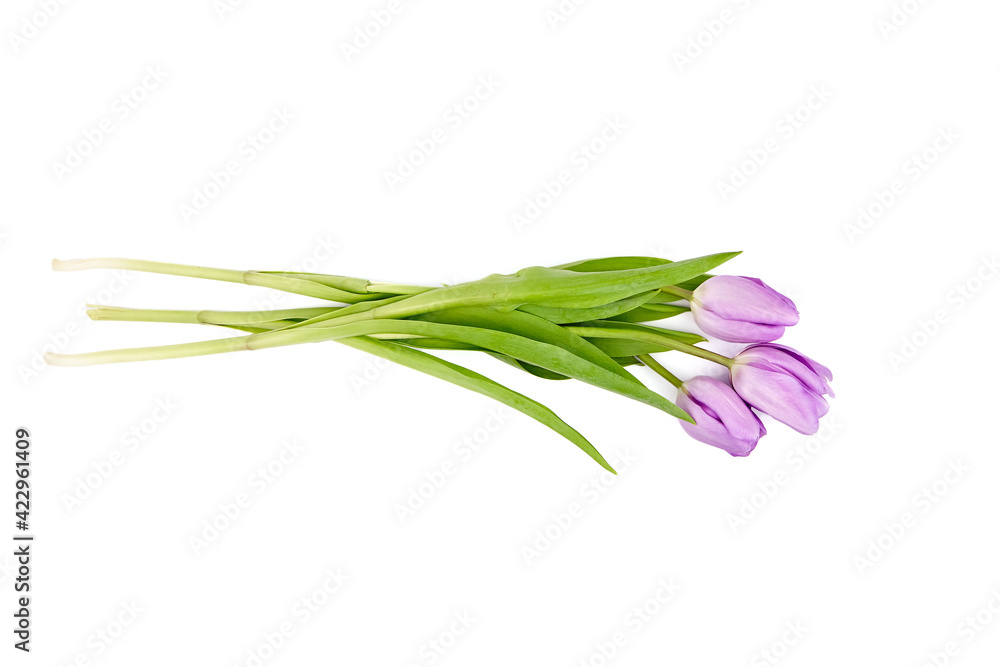 Fototapeta premium Purple tulip flowers isolated on white background