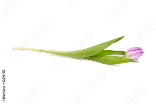 Purple flower  tulip isolated on white background