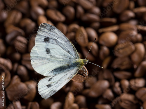 Photos Butterfly with open wings on coffee beans