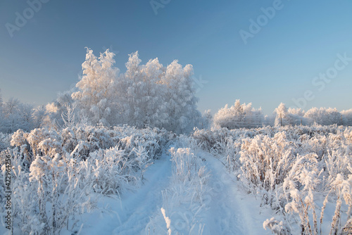 Winter landscape with snowy trees and plants