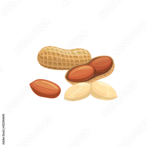 Peanut isolated groundnut peeled and unpeeled realistic icon. Vector peanut oil, butter flour ingredient, vegetarian food. Monkey nut or goober, pecan bean with edible kernel, grain legume with seed