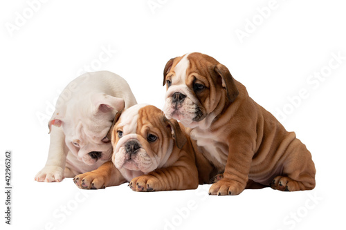 Fototapeta Naklejka Na Ścianę i Meble -  Little English Bulldog puppies on a white background