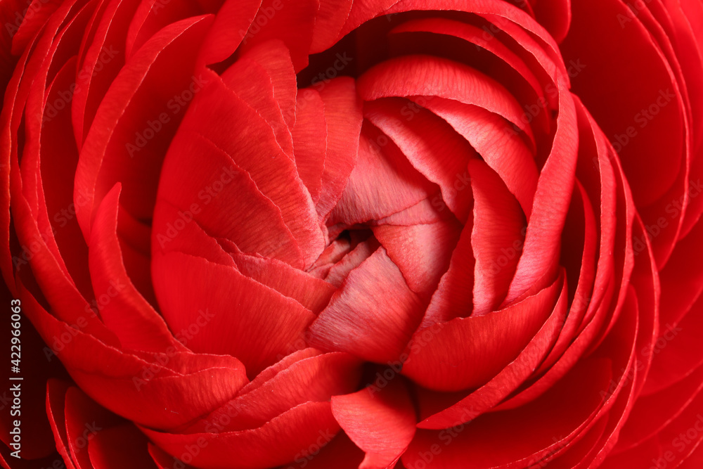 Naklejka premium Closeup view of beautiful delicate ranunculus flower
