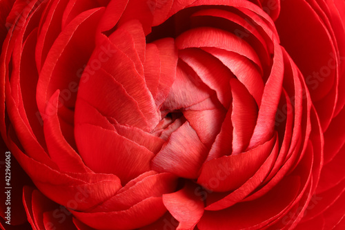 Closeup view of beautiful delicate ranunculus flower