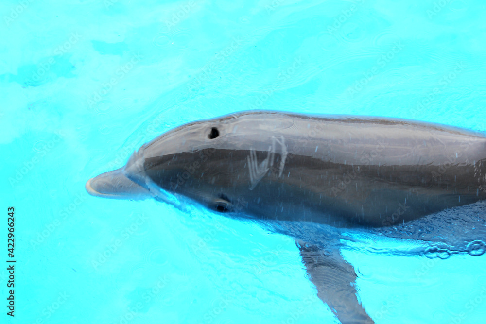 A close-up shot of Bottle nose dolphin (Tursiops truncatus) swimming in turquoise water. 