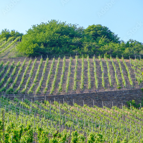 Lush green vineyards in Germany.