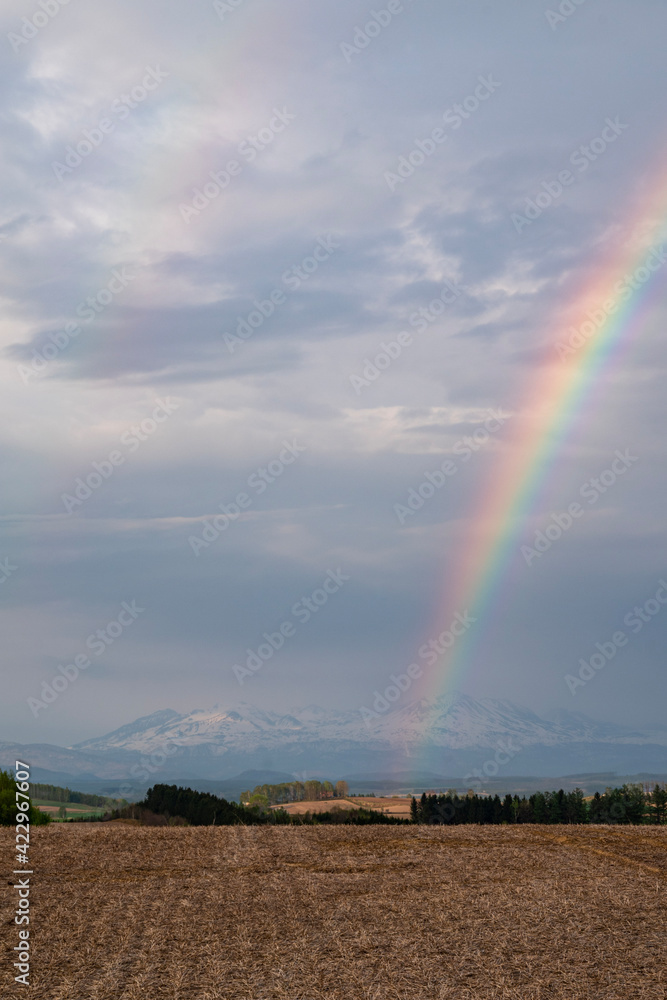 春の美瑛の丘 大雪山と虹の風景
