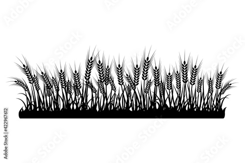 A set of spikelets of wheat, rye, barley on a white background of various shapes. Vector